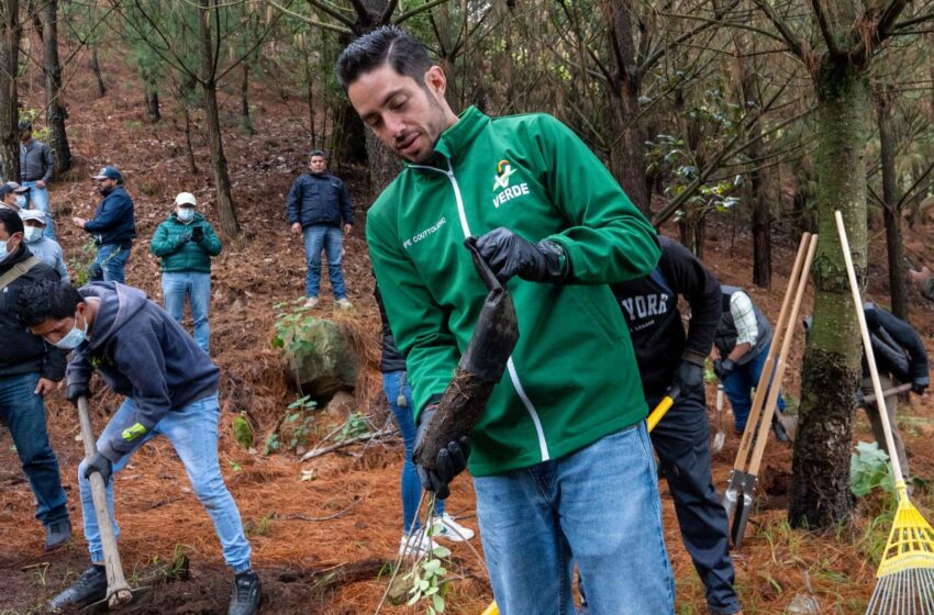  Verde se suma a Jornada Nacional de Reforestación que impulsan Claudia Sheinbaum y Delfina Gómez