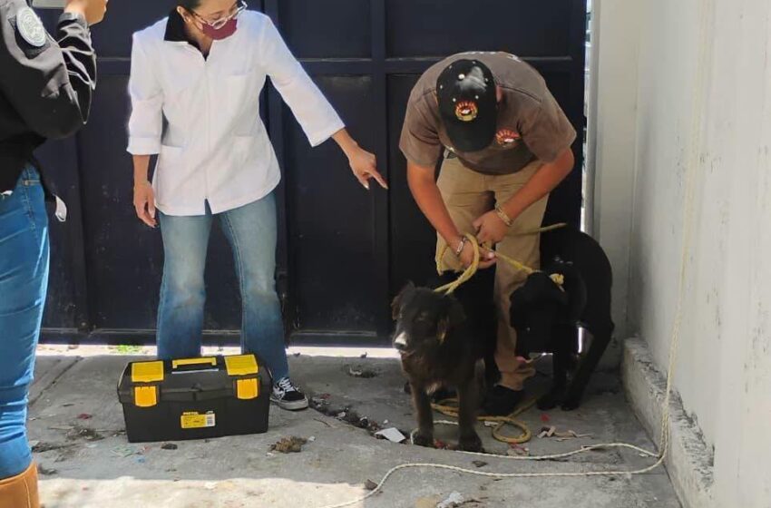 Rescatan a dos lomitos en condición de abandono en Toluca