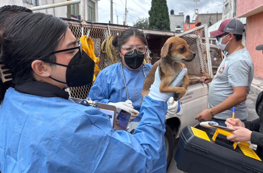  RESCATAN A 11 ANIMALES DURANTE CATEO POR PRESUNTO MALTRATO EN TOLUCA